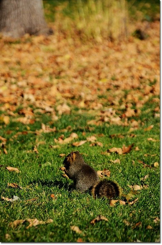 Chautauqua Park in Fall 3