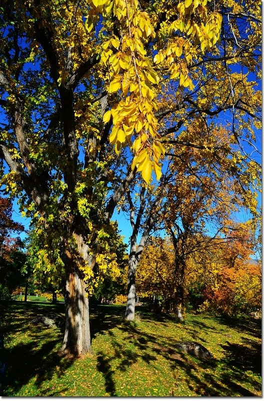 Elm(榆樹) in Fall, Chautauqua, Boulder 3