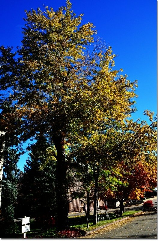 Silver maple in Fall, Chautauqua, Boulder 3