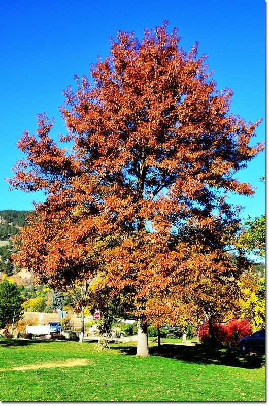 Oak(橡、櫟) in Fall, Chautauqua, Boulder 2