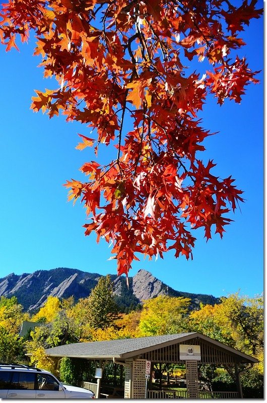 Oak(橡、櫟) in Fall, Chautauqua, Boulder 15