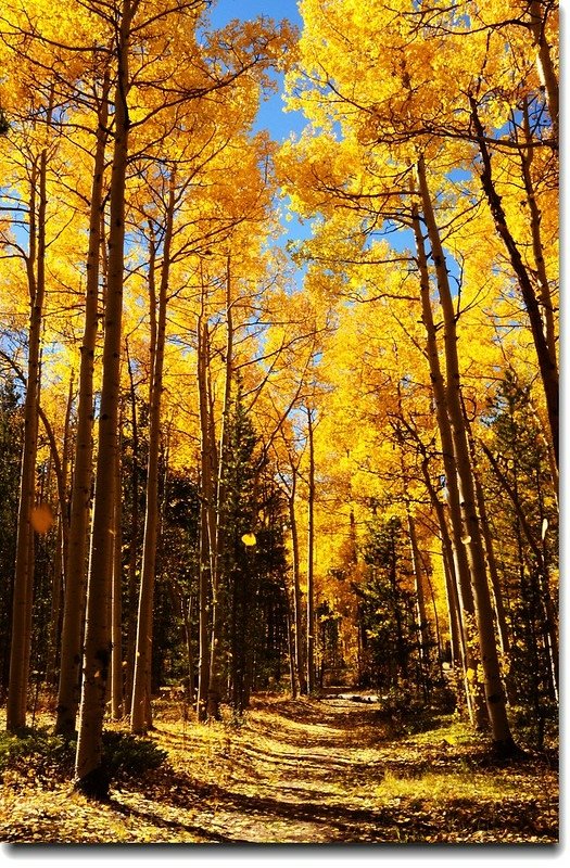 Aspen in Fall, Kenosha Pass, Colorado (34)