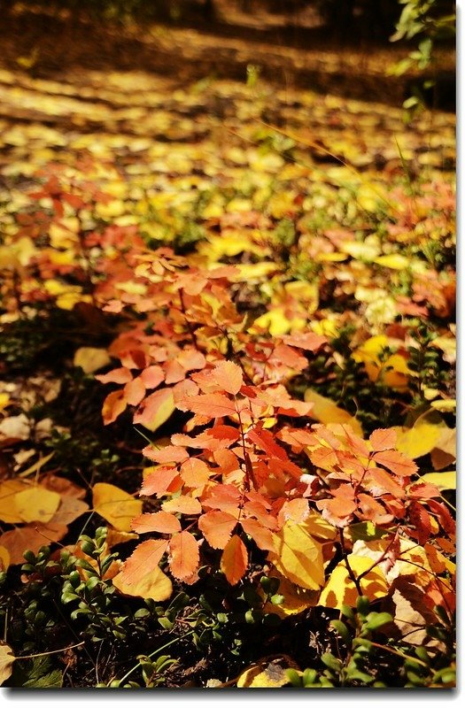 Aspen in Fall, Kenosha Pass, Colorado (37)