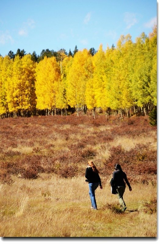 Aspen in Fall, Kenosha Pass, Colorado (26)