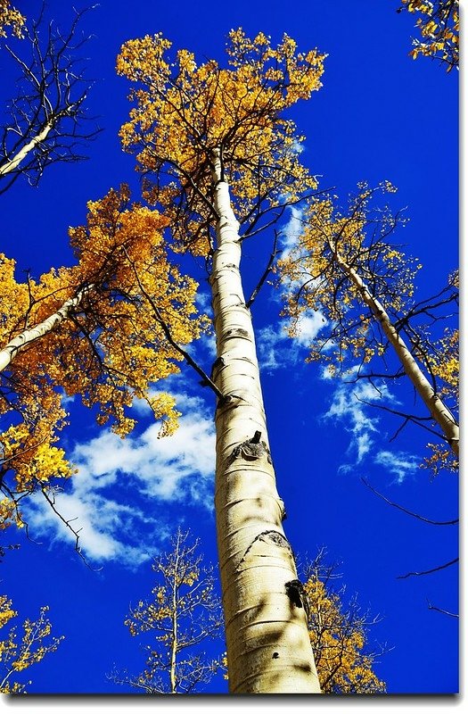 Aspen in Fall, Kenosha Pass, Colorado (25)