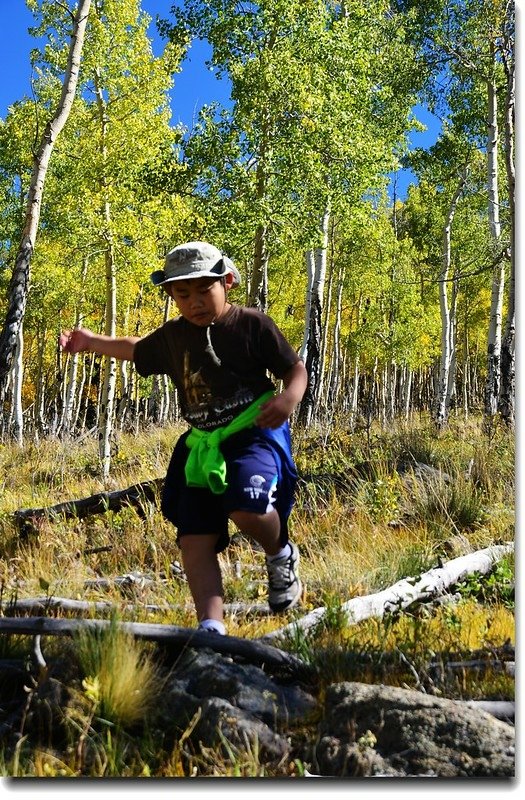 Aspen in Fall, Kenosha Pass, Colorado (11)