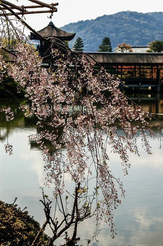 平安神宮賞櫻 (21)