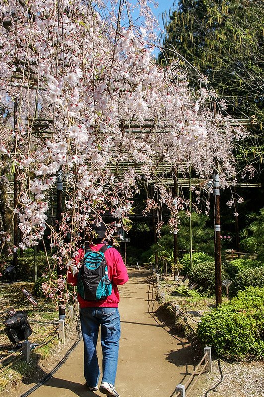 平安神宮賞櫻 (7)