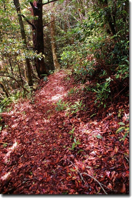 舊武界越山登山步道