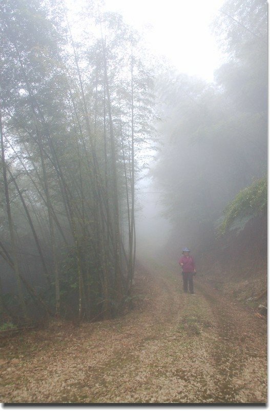 頭凍山步道 5