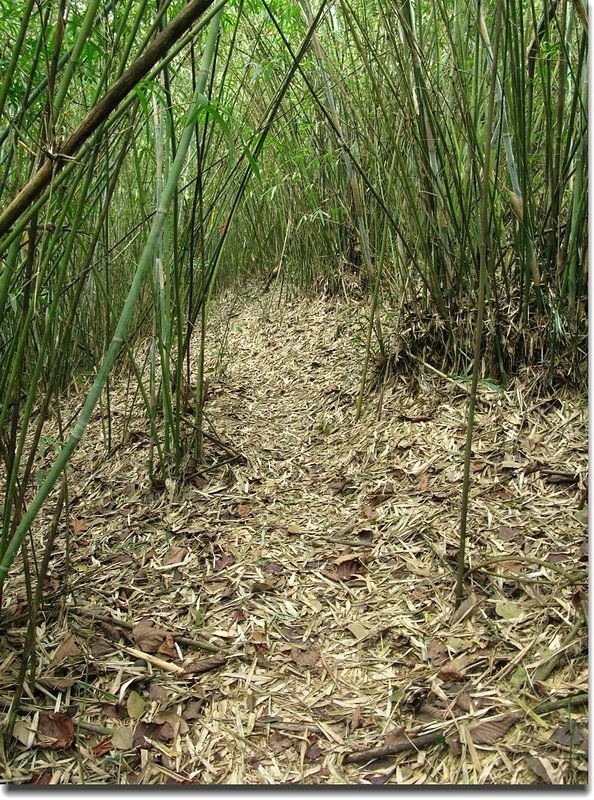 庵婆加山登山路徑 2