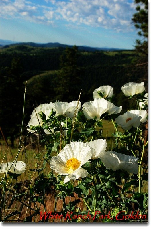 Prickly Poppy