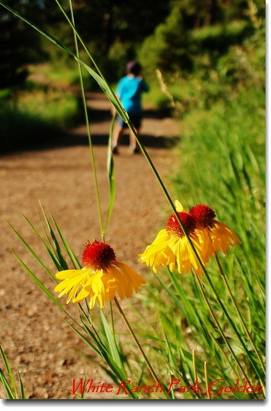 Coneflower 1