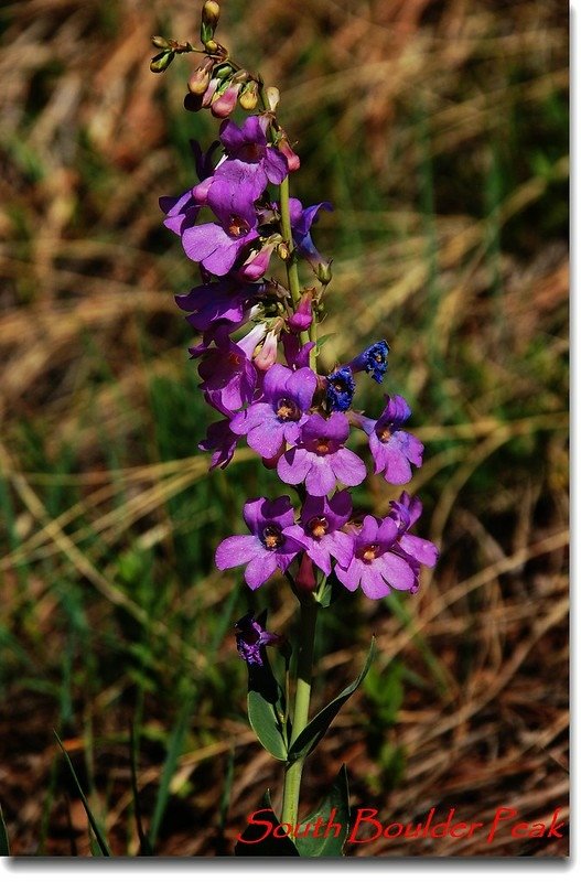 Shell-leaf Penstemon 4