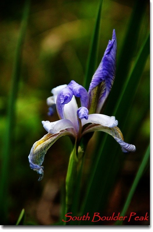 Wild Iris 3