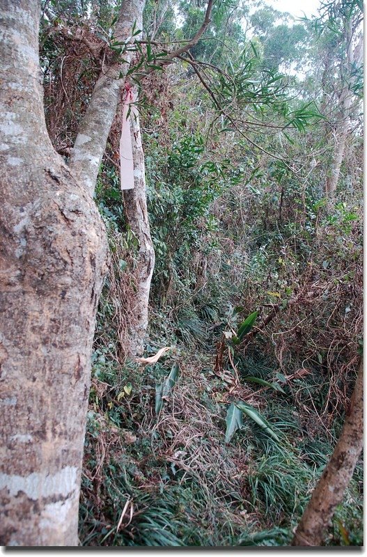 外獅頭山稜線小徑