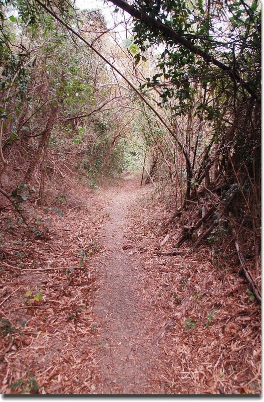 登山步道 1