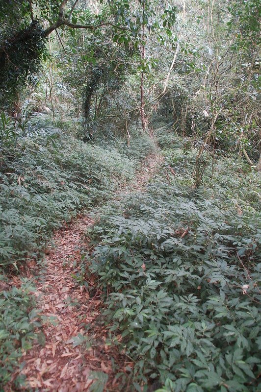 四社山登山小徑 2