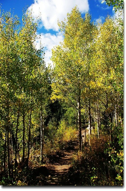 The Aspen leaves turn to golden gradually 1