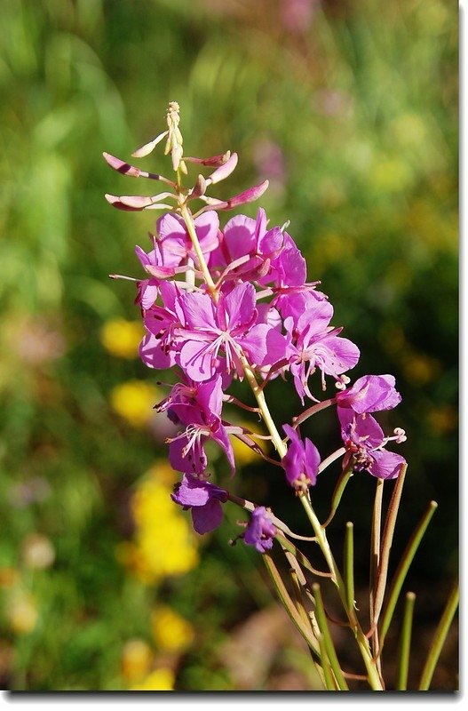 Fireweed 1