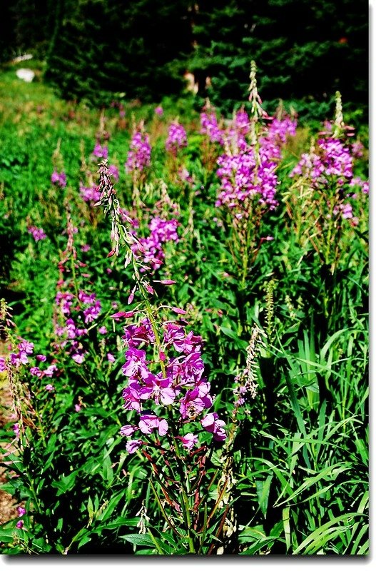 Fireweed