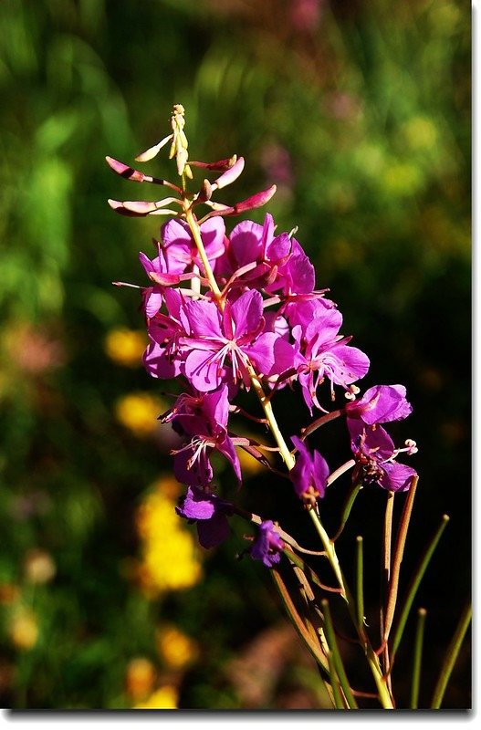 Fireweed 1