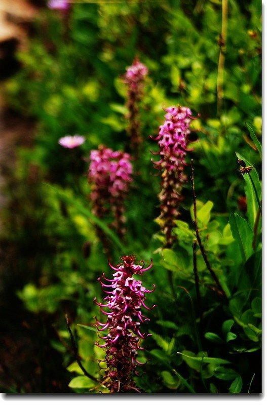 Wildflower along the trail 8