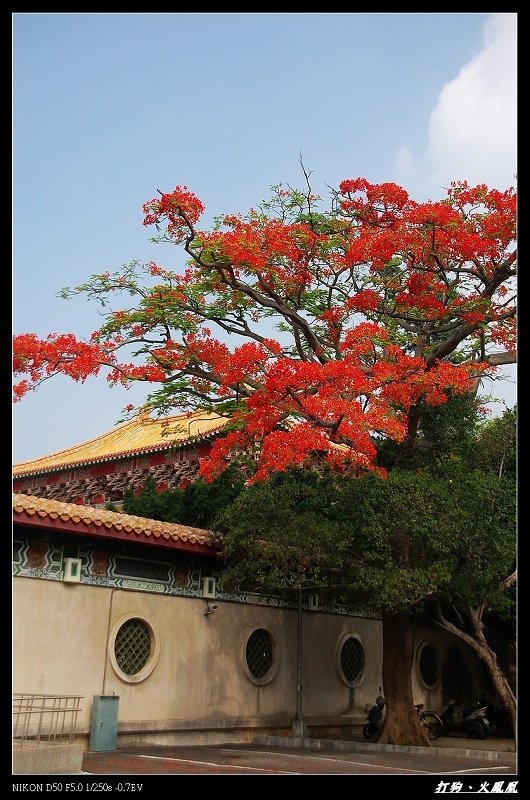 鳳凰花開