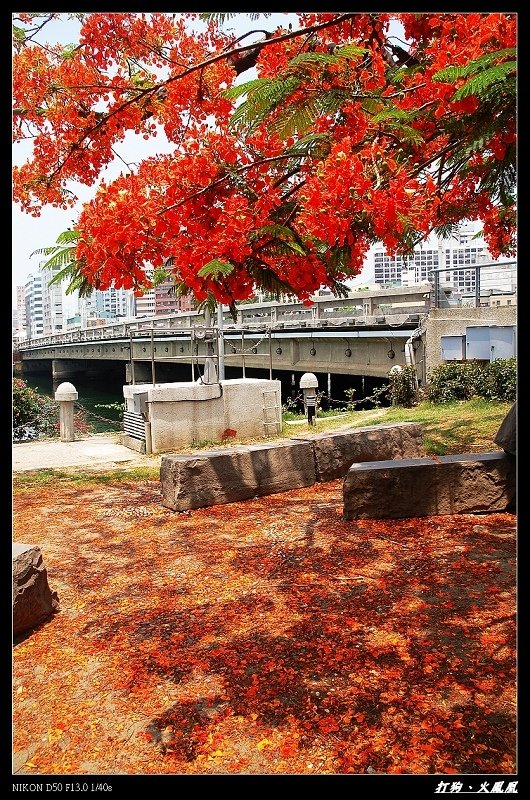 鳳凰花開