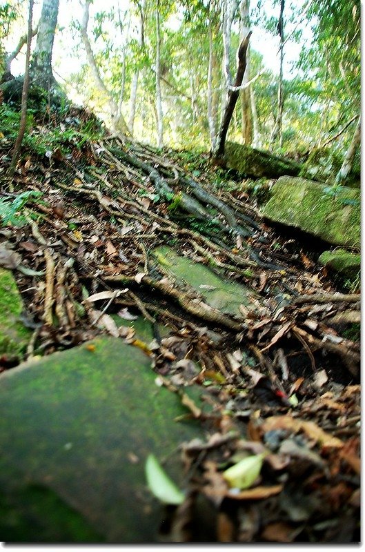 那結山步道 3