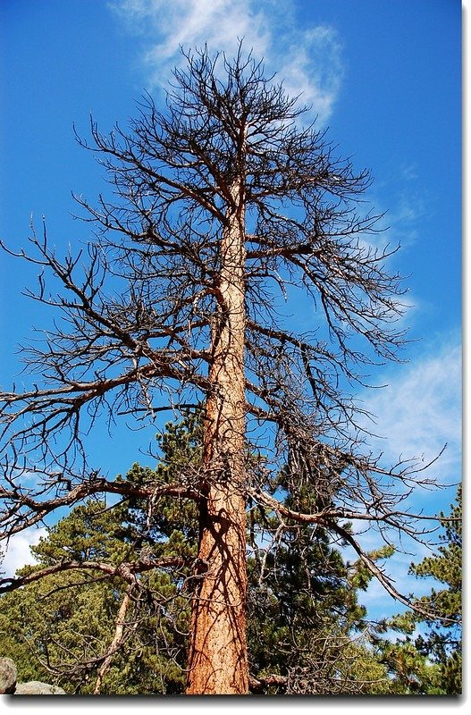 Dry tree