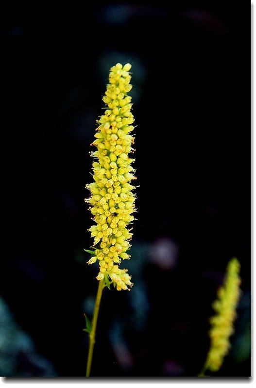 Bracted Alumroot