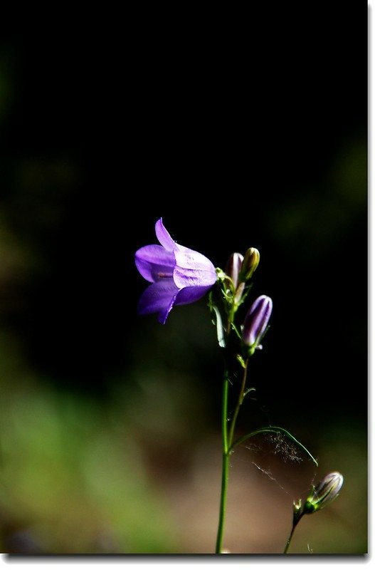 Harebell 5