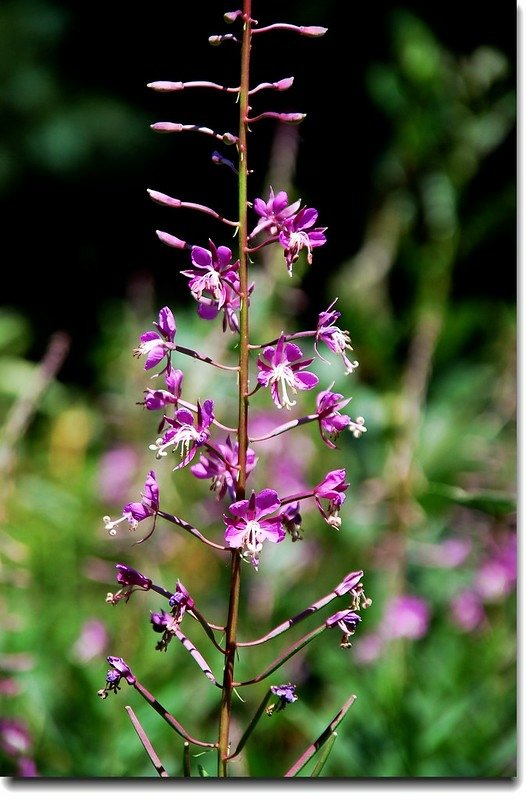 Fireweed 2