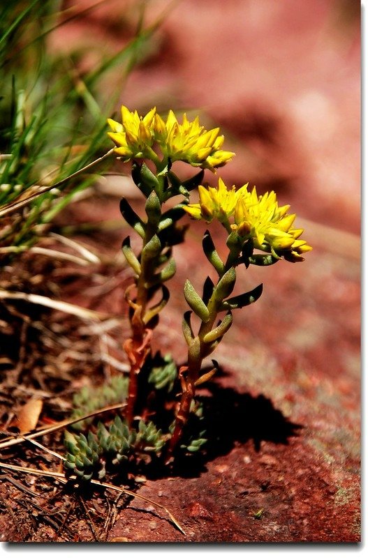 Yellow Stonecrop 3