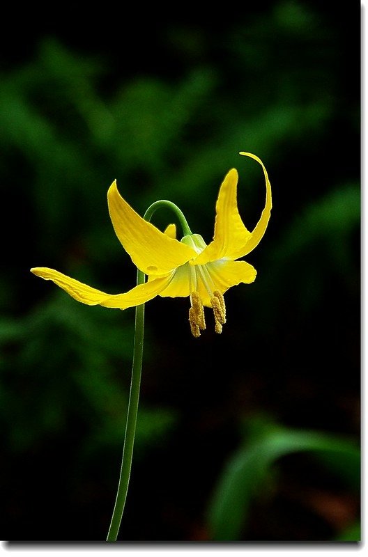 Glacier Lily 3