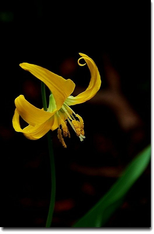 Glacier Lily 4