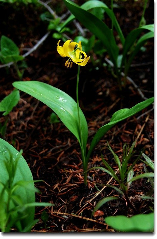 Glacier Lily 7