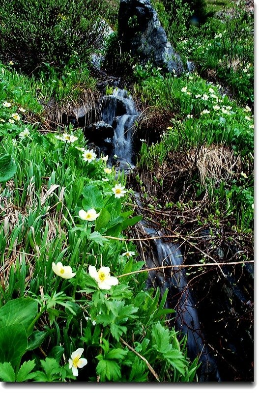 Wildflowers and Waterfall 7