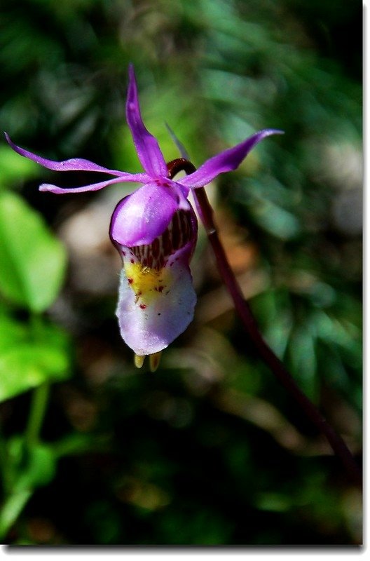 Calypso Orchid(Fairy Slipper) 1