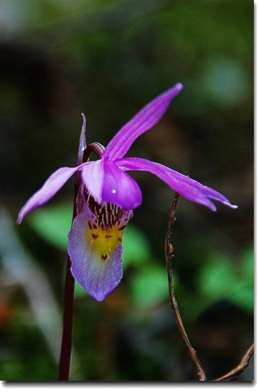 Calypso Orchid(Fairy Slipper) 3