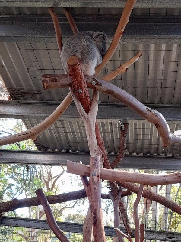 2023.08.15 澳洲 Day5 (Koala Hosp