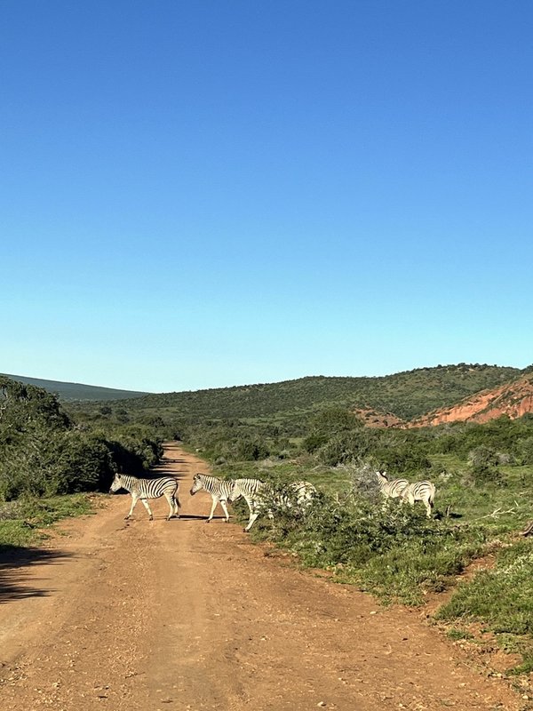 2024.06.09 南非 Day7 (Addo Eleph