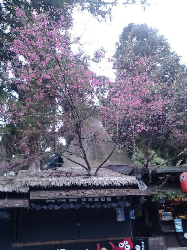 6102屋頂上的櫻花