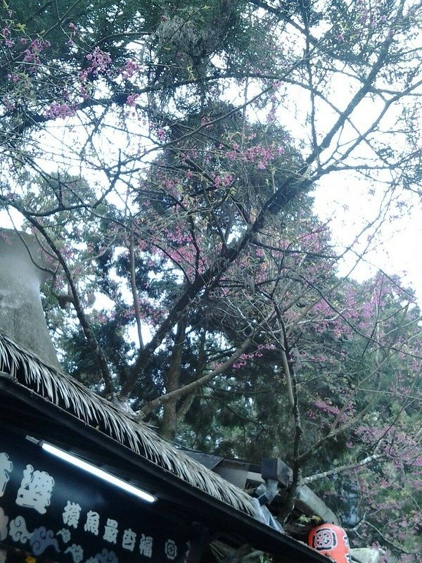 6152屋頂的櫻花第二張