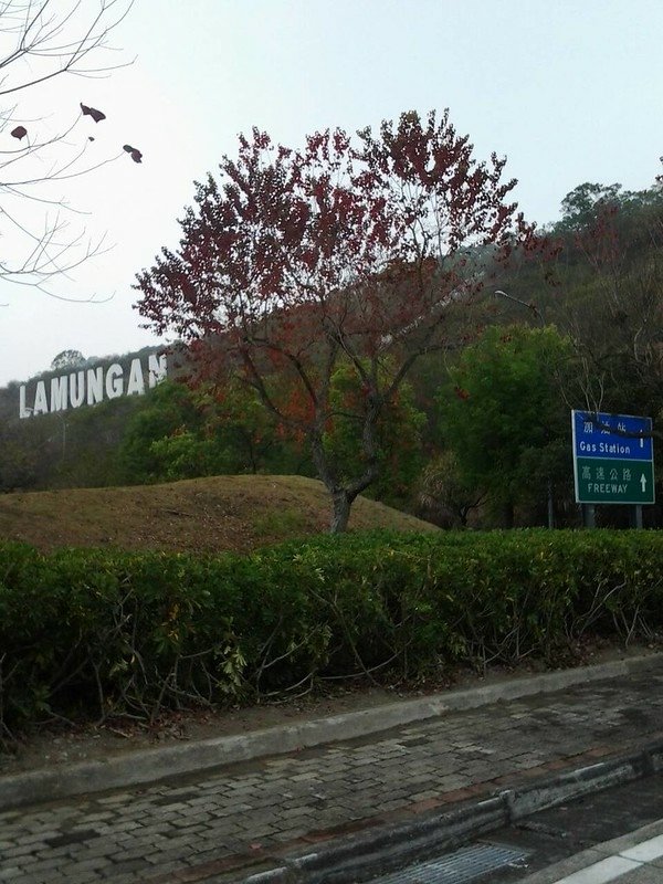 6116休息站的紅葉
