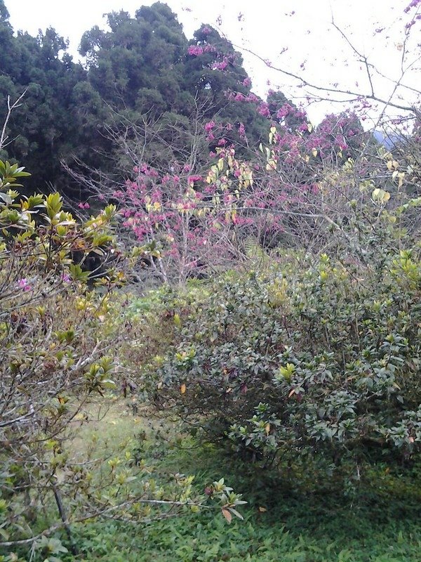 6133櫻花有的地方謝了有的正在開   盛開的