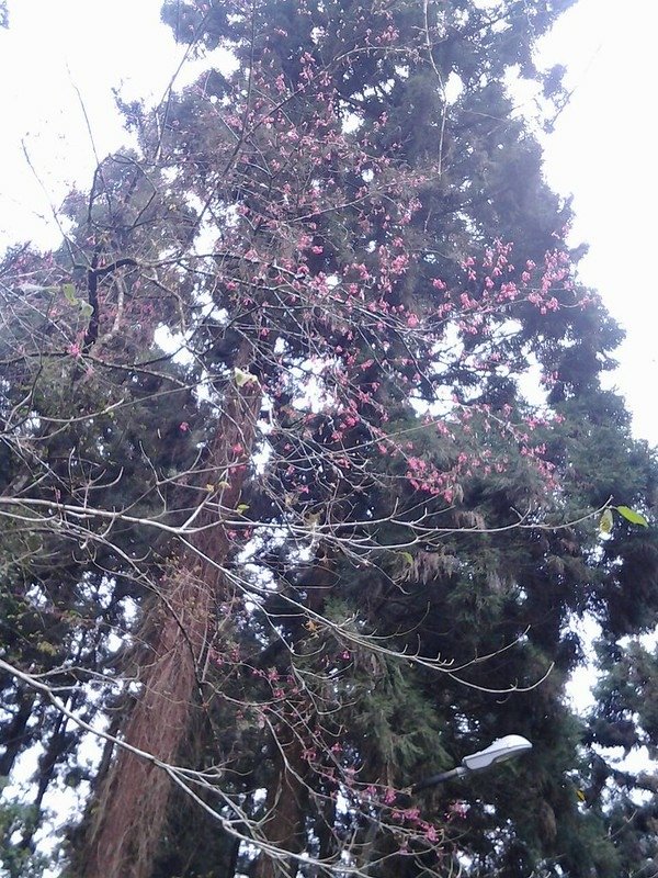 6130白色的花