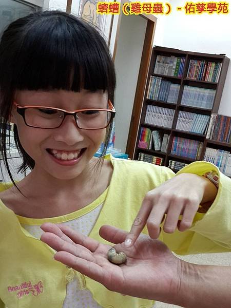 自然探索 - 東方白點花金龜