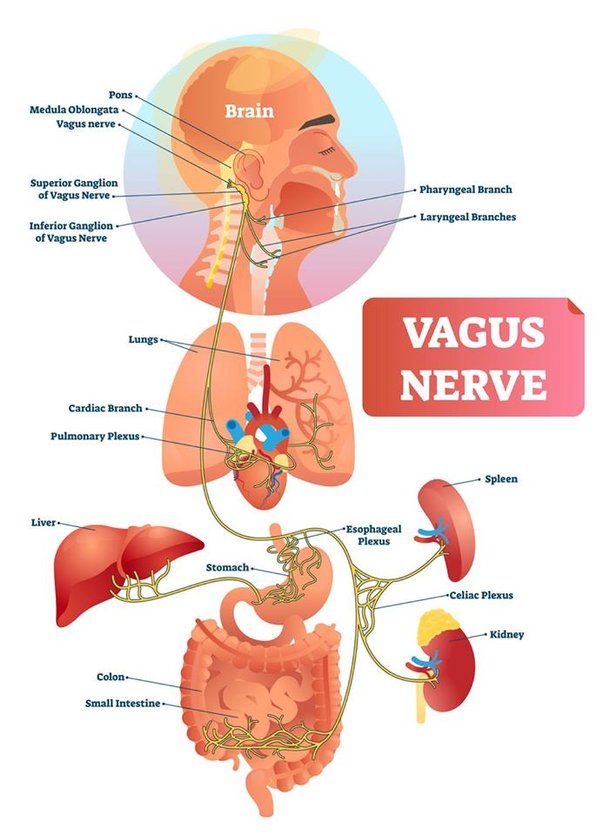 Vagus nerve